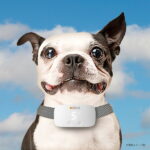 犬のしつけのためのトレーニング首輪　XCHO エクスコー　バークトレーニングカラー エクスコー　【ペット//犬/しつけ】